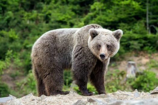 European brown bear in a forest landscape