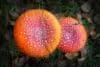 Fly agaric mushroom
