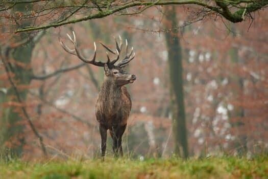 Red deer (Cervus elaphus)
