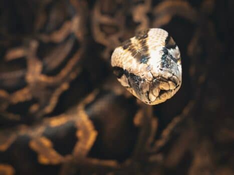 Snake face