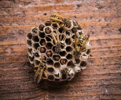 Wasps in comb