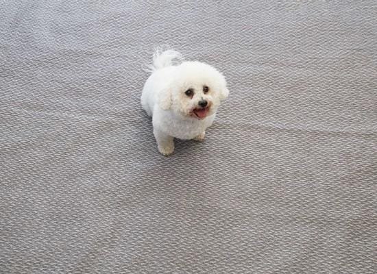 Isabella Flint Zeltteppich, 250x300cm 1 Isabella Flint Zeltteppich, 250x300cm