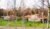Bungalow Camping Los Manzanos