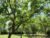 Camping Torre Mucchia