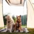 Ein-Personen-Zelte: Die besten Modelle für Outdoor-Abenteuer