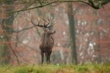 Tiere in der Wildnis: Wie man sie erkennt und wie man sich verhält, wenn man ihnen begegnet