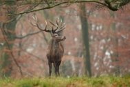 Tiere in der Wildnis: Wie man sie erkennt und wie man sich verhält, wenn man ihnen begegnet