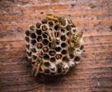 Tipps zur Vermeidung von Wespen- und Bienenstichen beim Camping