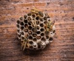Tipps zur Vermeidung von Wespen- und Bienenstichen beim Camping